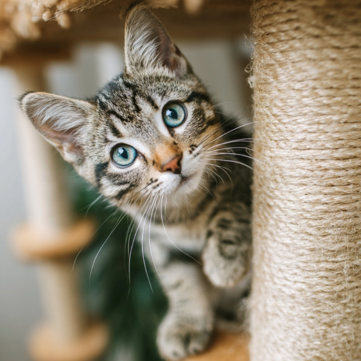 The Ultimate Guide to Cat Trees: Why Every Cat Needs One