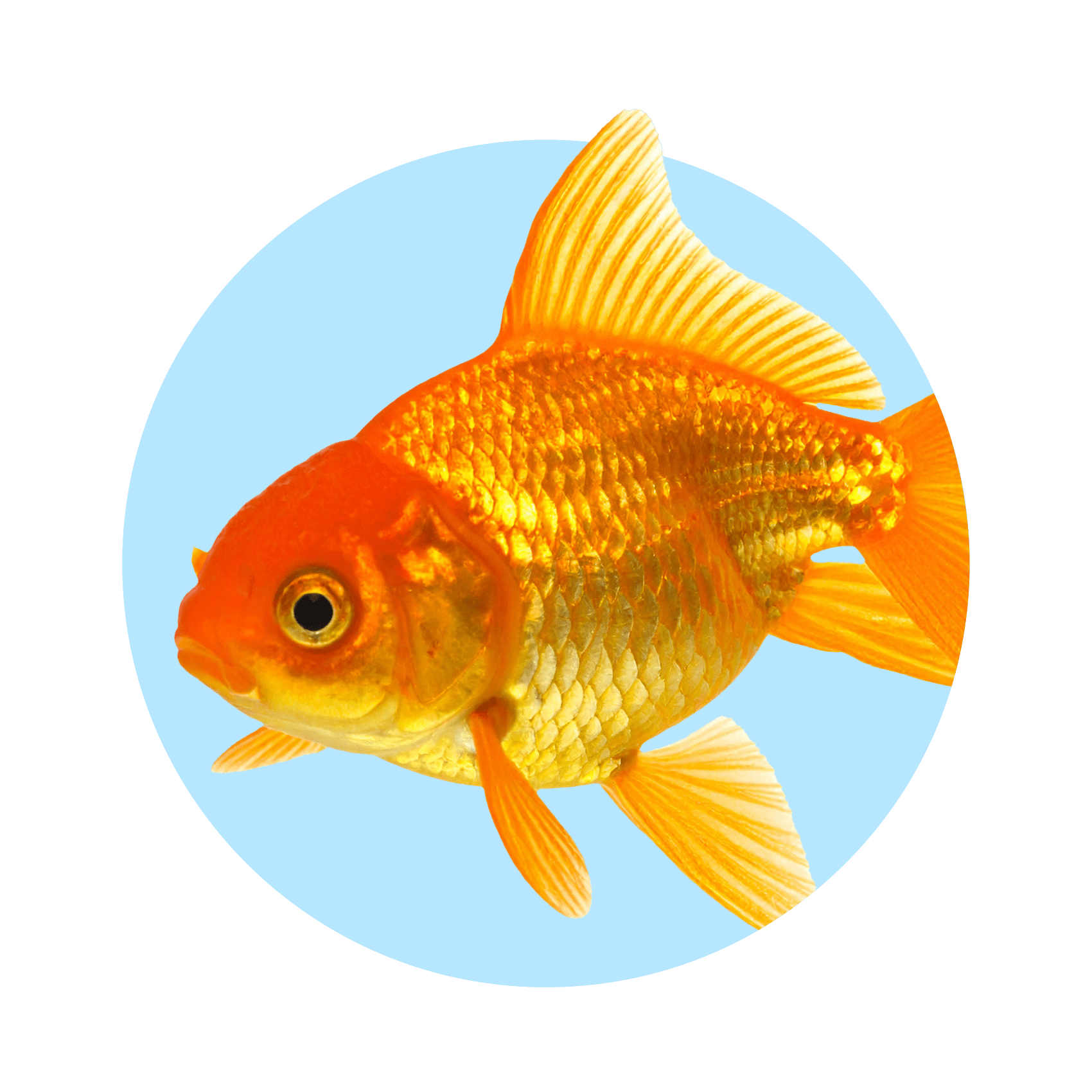 Goldfish in a circular frame on a solid background